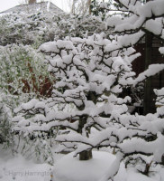 Snow-covered bonsai branches detail